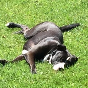 Meet your Posher, Steve